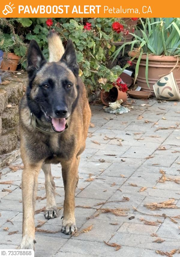 Found/Stray Male Dog last seen Amber way, Petaluma, CA 94952