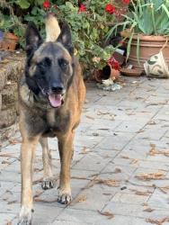 Found/Stray Male Dog last seen Amber way, Petaluma, CA 94952