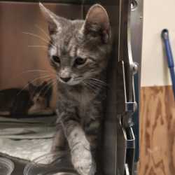 Shelter Stray Male Cat last seen , Animal Care & Control Team of Philly, 111 W Hunting Park Ave, Philadelphia, PA 19140, USA