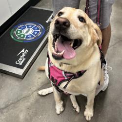 Shelter Stray Female Dog last seen , 3607 N Armenia Ave, Tampa, FL 33607, USA