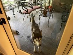 Found/Stray Female Dog last seen Carolina country club, Spartanburg, SC 29306