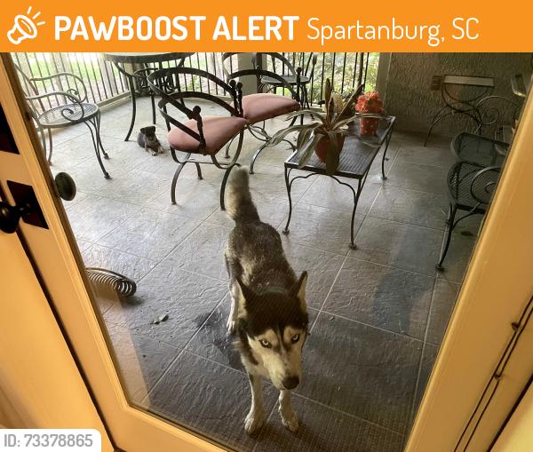 Found/Stray Female Dog last seen Carolina country club, Spartanburg, SC 29306