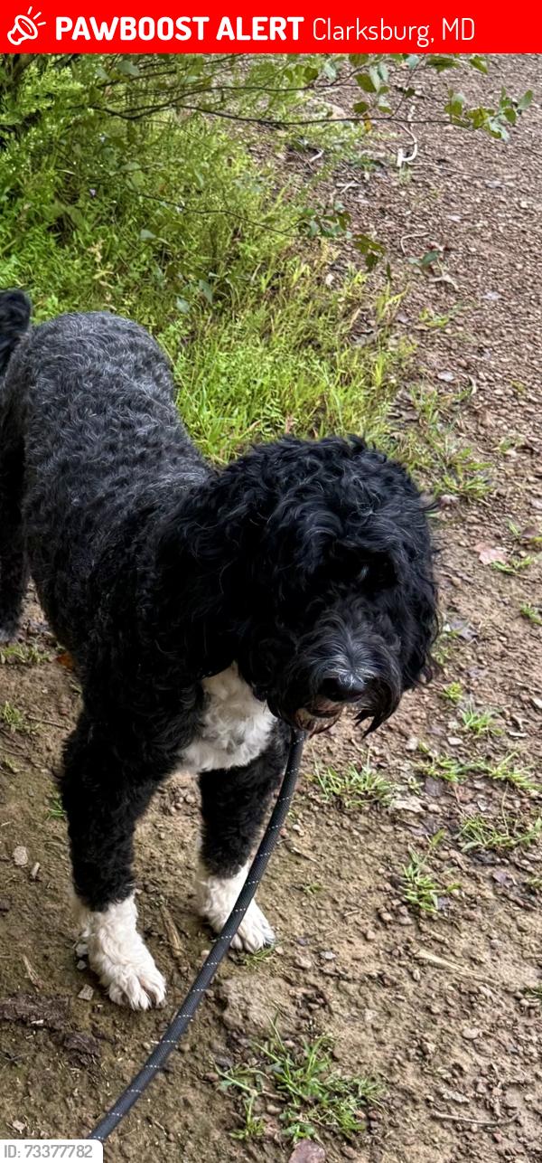 Lost Male Dog last seen Snowden Farm Parkway and Little Seneca, Clarksburg, MD 20871