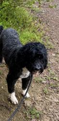 Lost Male Dog last seen Snowden Farm Parkway and Little Seneca, Clarksburg, MD 20871