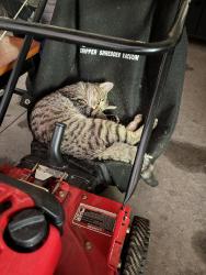Lost Male Cat last seen 113th and Southeastern Pkwy, Fortville, IN 46040