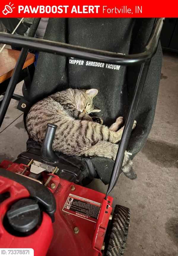 Lost Male Cat last seen 113th and Southeastern Pkwy, Fortville, IN 46040