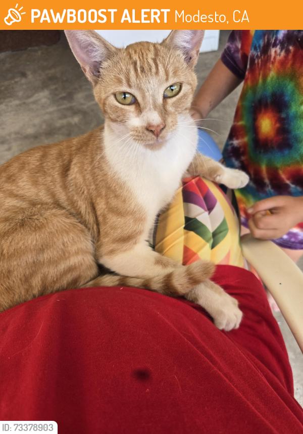 Found/Stray Male Cat last seen Miller ave, Modesto, CA 95354