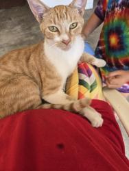 Found/Stray Male Cat last seen Miller ave, Modesto, CA 95354