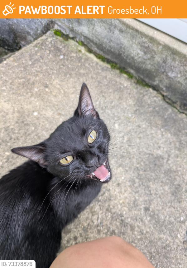Found/Stray Female Cat last seen Colerain and Galbraith, Groesbeck, OH 45239