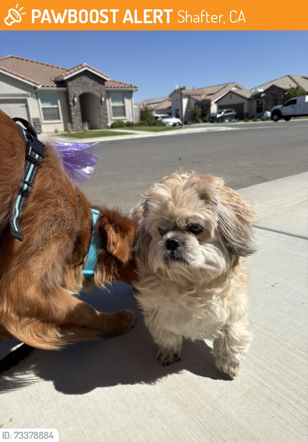 Found/Stray Male Dog last seen Between cape forest lane and whispering brook lane, Shafter, CA 93314