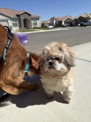 Found/Stray Male Dog last seen Between cape forest lane and whispering brook lane, Shafter, CA 93314