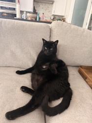 Lost Male Cat last seen At home in backyard, Ridgefield, WA 98642