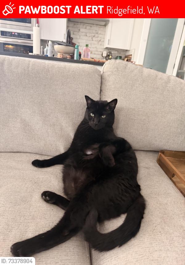 Lost Male Cat last seen At home in backyard, Ridgefield, WA 98642