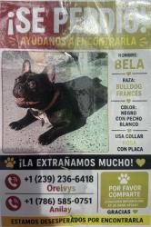 Lost Female Dog last seen Near Miramar parkway, Miramar, FL 33023