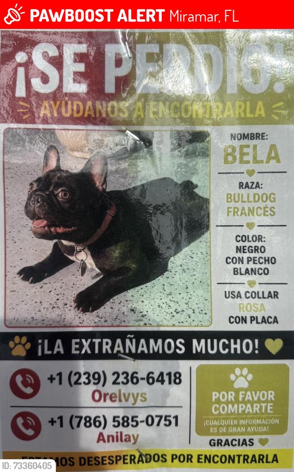 Lost Female Dog last seen Near Miramar parkway, Miramar, FL 33023