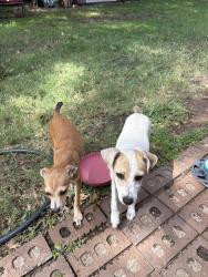 Found/Stray Unknown Dog last seen 61st and Mingo, Tulsa, OK 74145