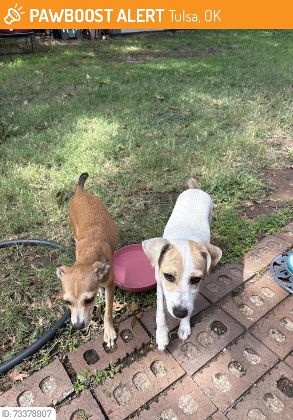 Found/Stray Unknown Dog last seen 61st and Mingo, Tulsa, OK 74145