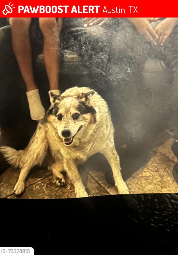 Lost Male Dog last seen Colony loop dr, Austin, TX 78724