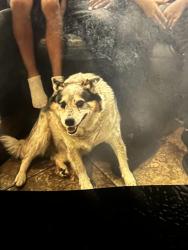 Lost Male Dog last seen Colony loop dr, Austin, TX 78724