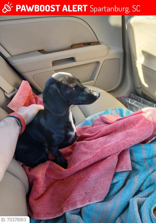 Lost Female Dog last seen Was possibly seen by KFC on Camelot Drive, Spartanburg, SC 29301