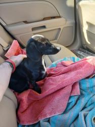 Lost Female Dog last seen Was possibly seen by KFC on Camelot Drive, Spartanburg, SC 29301