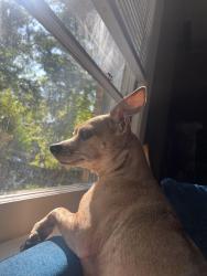Lost Male Dog last seen Near oak shadow ct ne, Atlanta, GA 30345