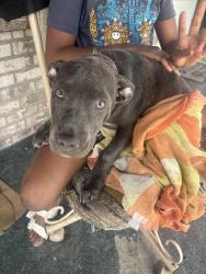 Found/Stray Female Dog last seen Summerwood court, Fayetteville, NC 28304