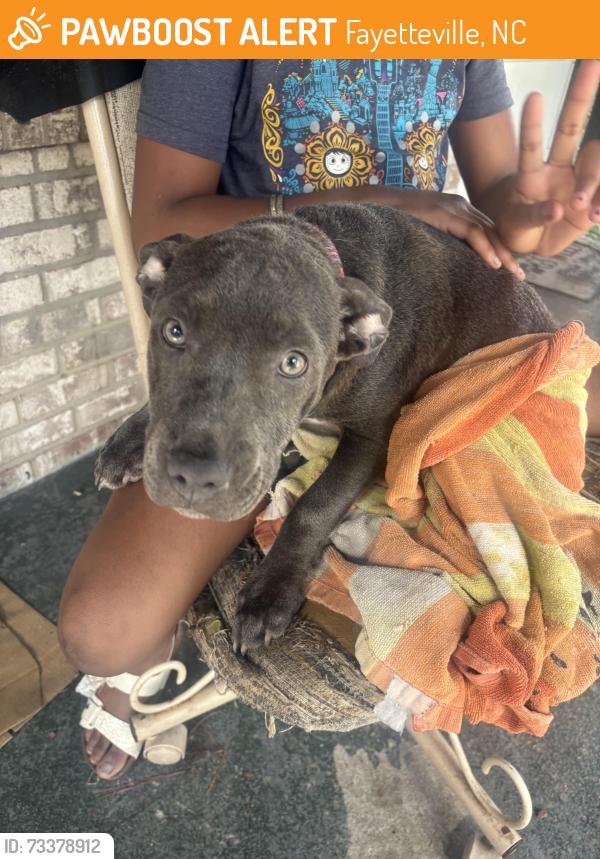 Found/Stray Female Dog last seen Summerwood court, Fayetteville, NC 28304