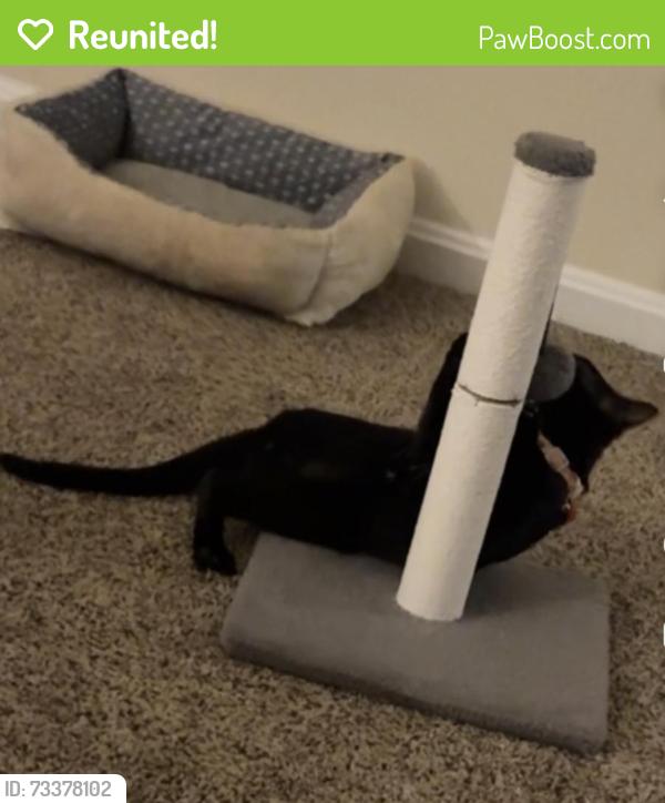 Reunited Female Cat last seen Damascus garden apmts, Damascus, MD 20872