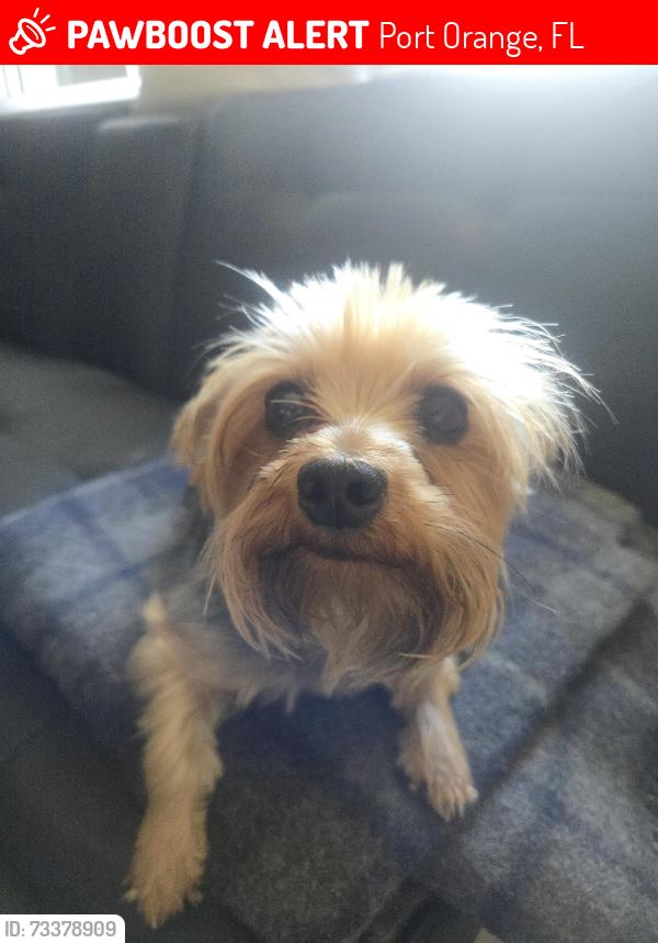 Lost Female Dog last seen Nova and ridgewood av, Port Orange, FL 32127