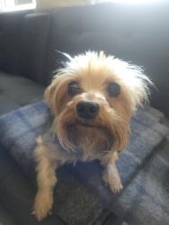 Lost Female Dog last seen Nova and ridgewood av, Port Orange, FL 32127