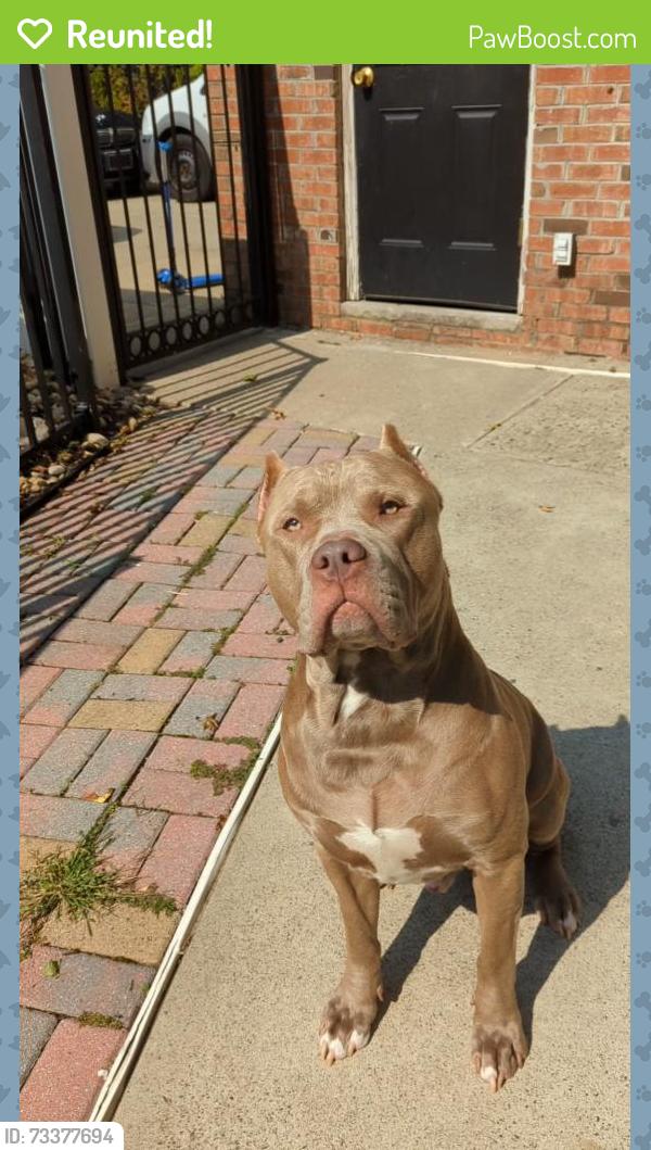 Reunited Male Dog last seen Wyoming Ave y pricento ave, Elizabeth, NJ 07208