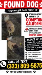 Found/Stray Male Dog last seen crossing central ave and compton blv, Compton, CA 90220