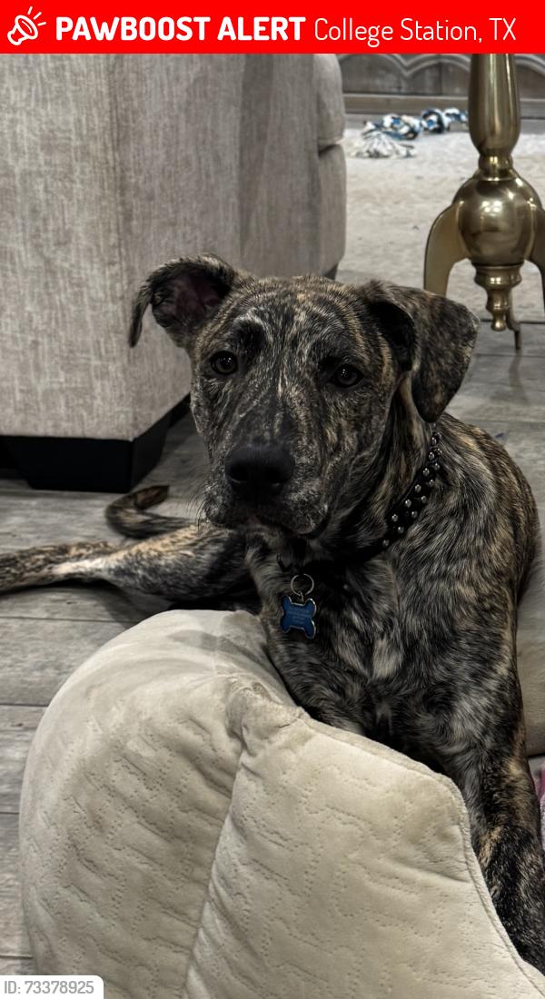 Lost Male Dog last seen Barracks s, College Station, TX 77840