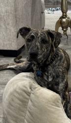 Lost Male Dog last seen Barracks s, College Station, TX 77840