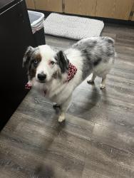 Lost Female Dog last seen Old snow hill Rd, Grifton, NC 28530