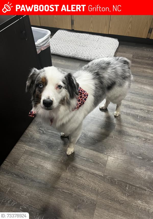 Lost Female Dog last seen Old snow hill Rd, Grifton, NC 28530