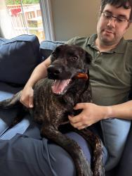 Reunited Female Dog last seen Near Cantwell road, Woodlawn, MD 21244