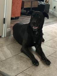 Found/Stray Male Dog last seen Baseline & Citrus, Fontana, CA 92336