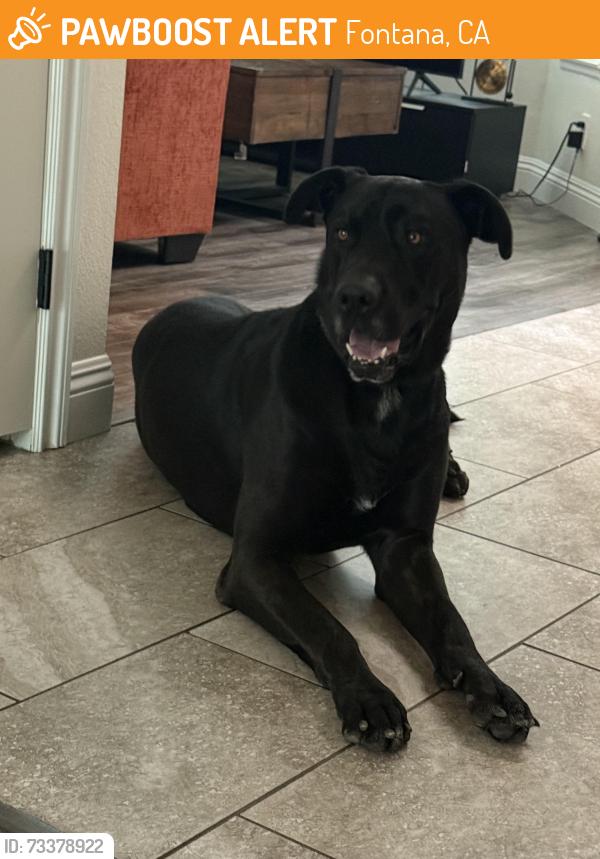 Found/Stray Male Dog last seen Baseline & Citrus, Fontana, CA 92336