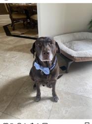 Lost Male Dog last seen Near Greystone Crest, Birmingham, AL 35242