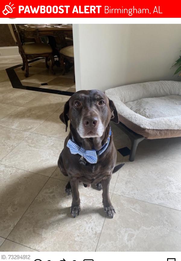 Lost Male Dog last seen Near Greystone Crest, Birmingham, AL 35242