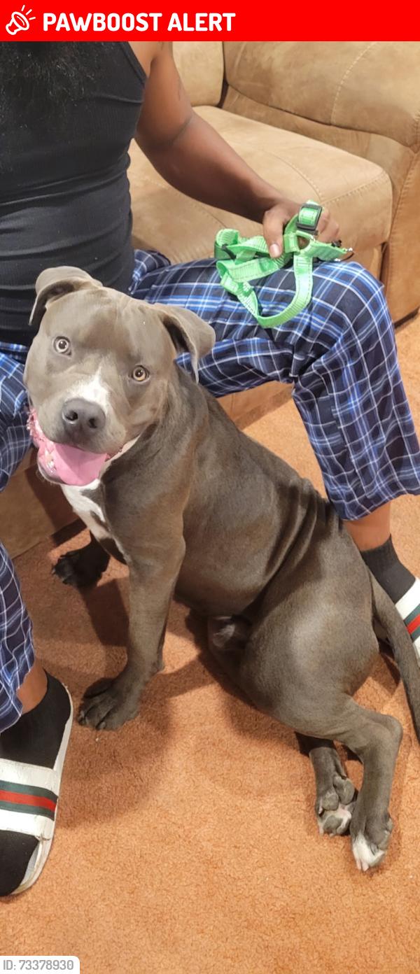 Lost Male Dog last seen Vincent st & perrysville ave, Allegheny Observatory, PA 15214