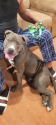 Lost Male Dog last seen Vincent st & perrysville ave, Allegheny Observatory, PA 15214