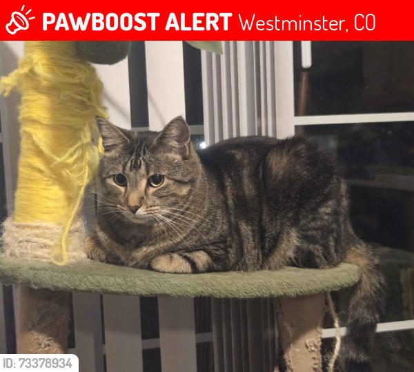 Lost Male Cat last seen Park, Westminster, CO 80031