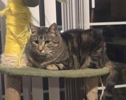 Lost Male Cat last seen Park, Westminster, CO 80031