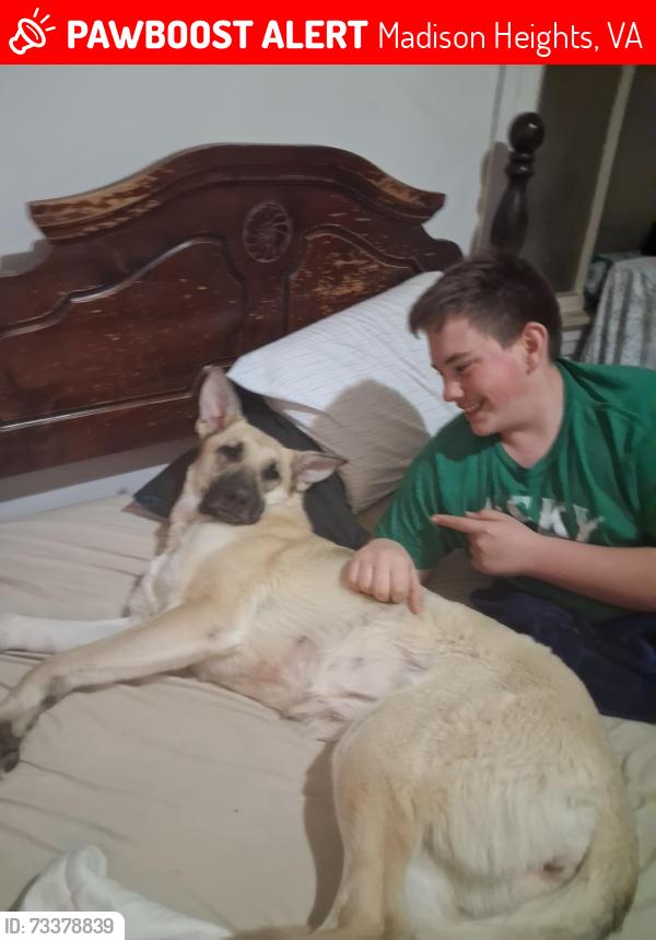 Lost Female Dog last seen galts mill rd, Madison Heights, VA 24572