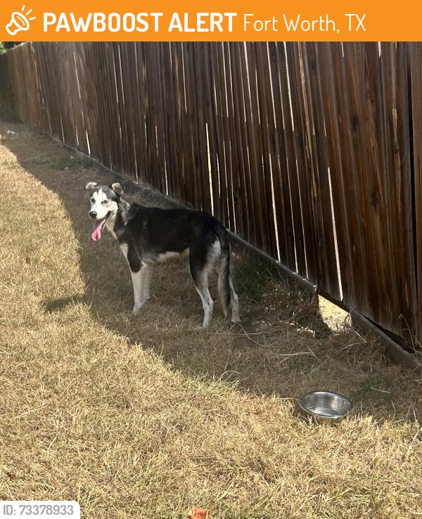 Found/Stray Male Dog last seen Overland Street and Cedar Tree, Fort Worth, TX 76131