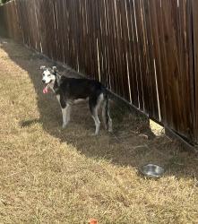 Found/Stray Male Dog last seen Overland Street and Cedar Tree, Fort Worth, TX 76131