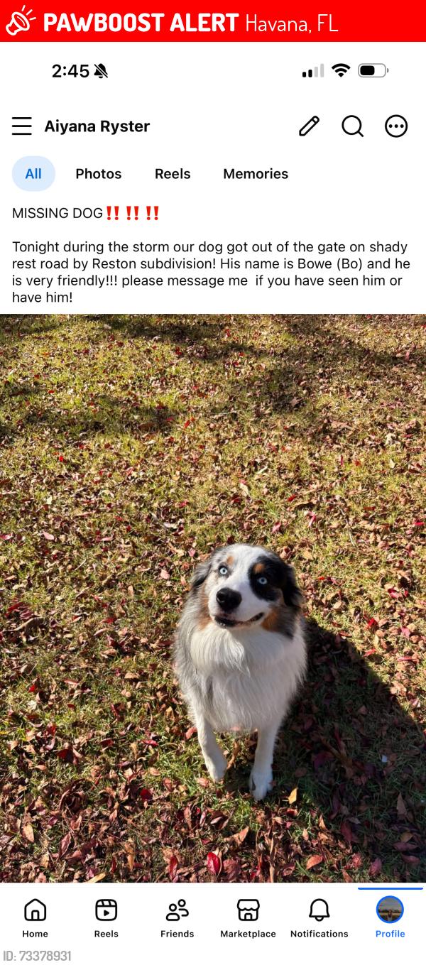 Lost Male Dog last seen Shady rest rd, Havana, FL 32333